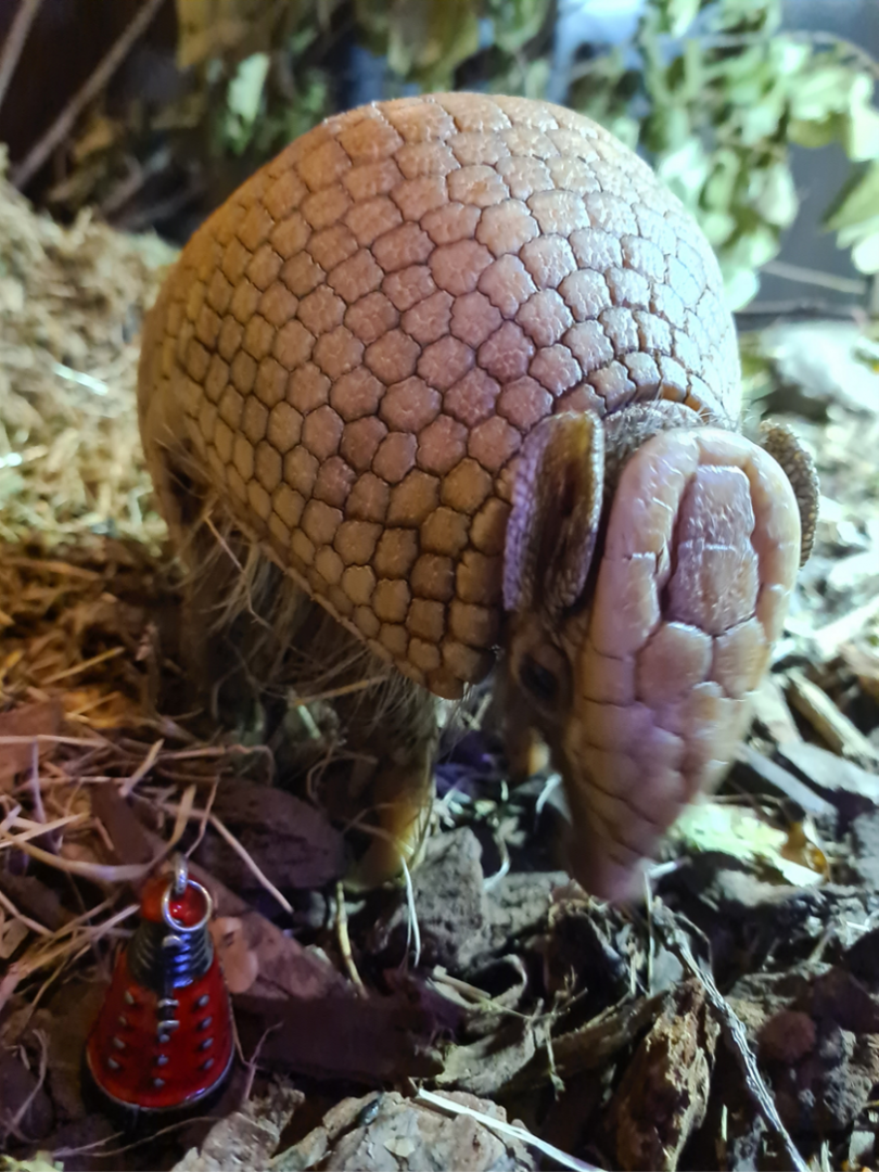 Three-banded armadillo in zoo bizar