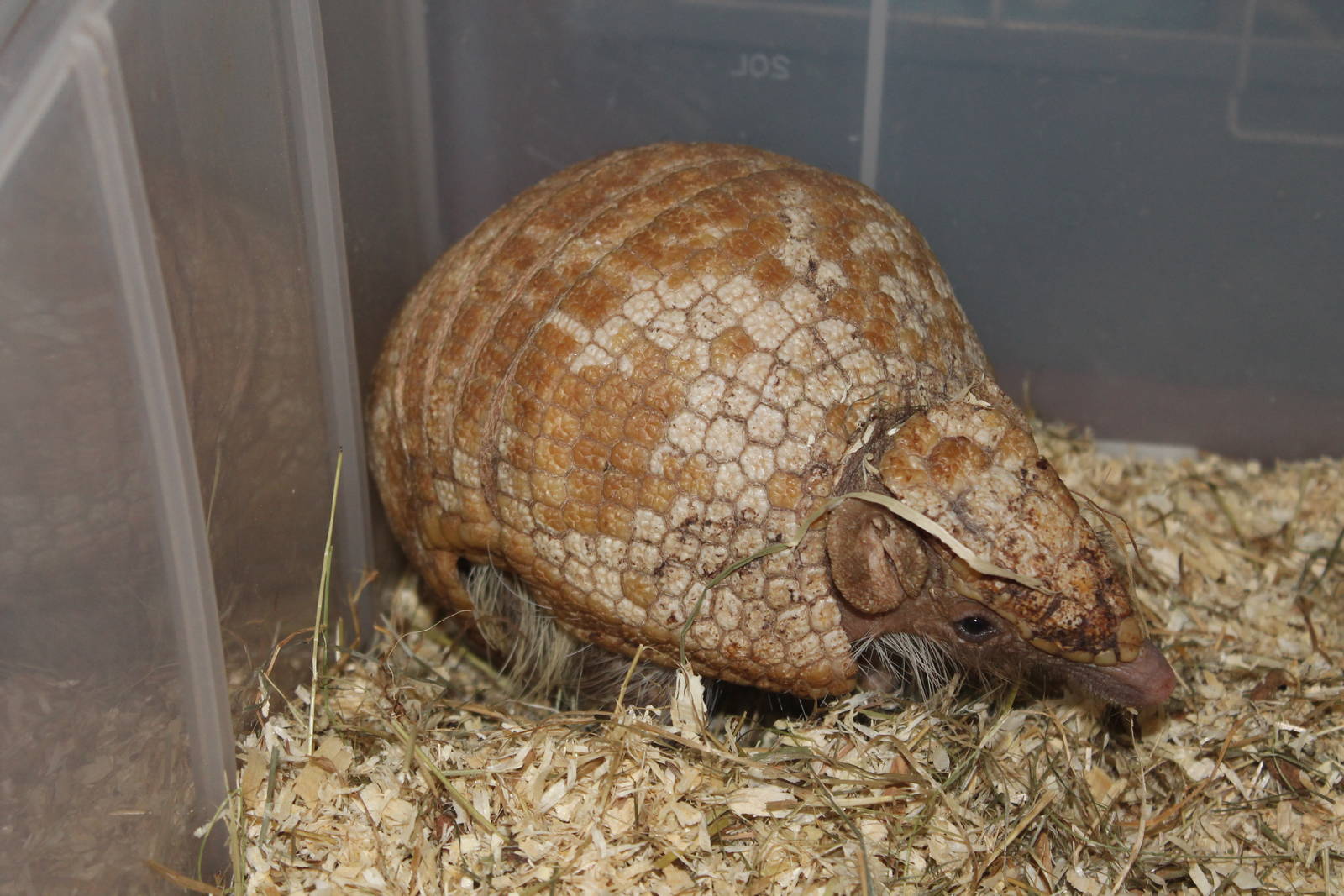 Three-banded Armadillo (Tolypeutes tricinctus) 25 November 2012