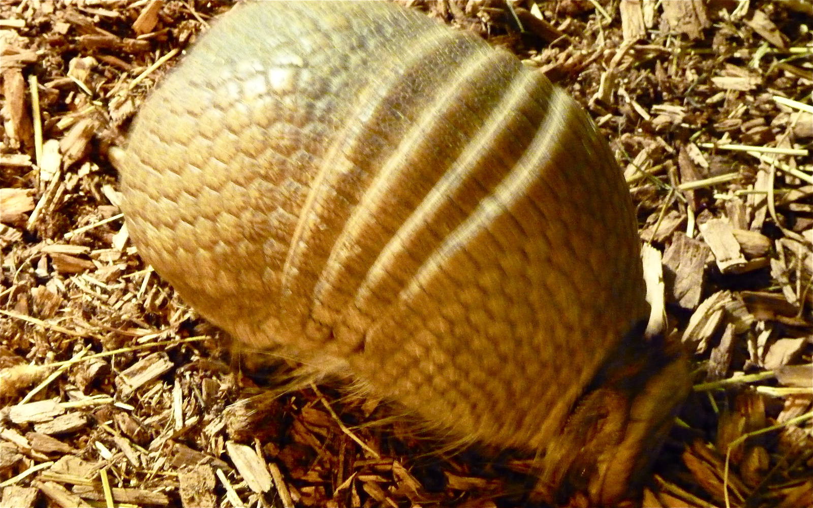 Three-Banded Armadillo
