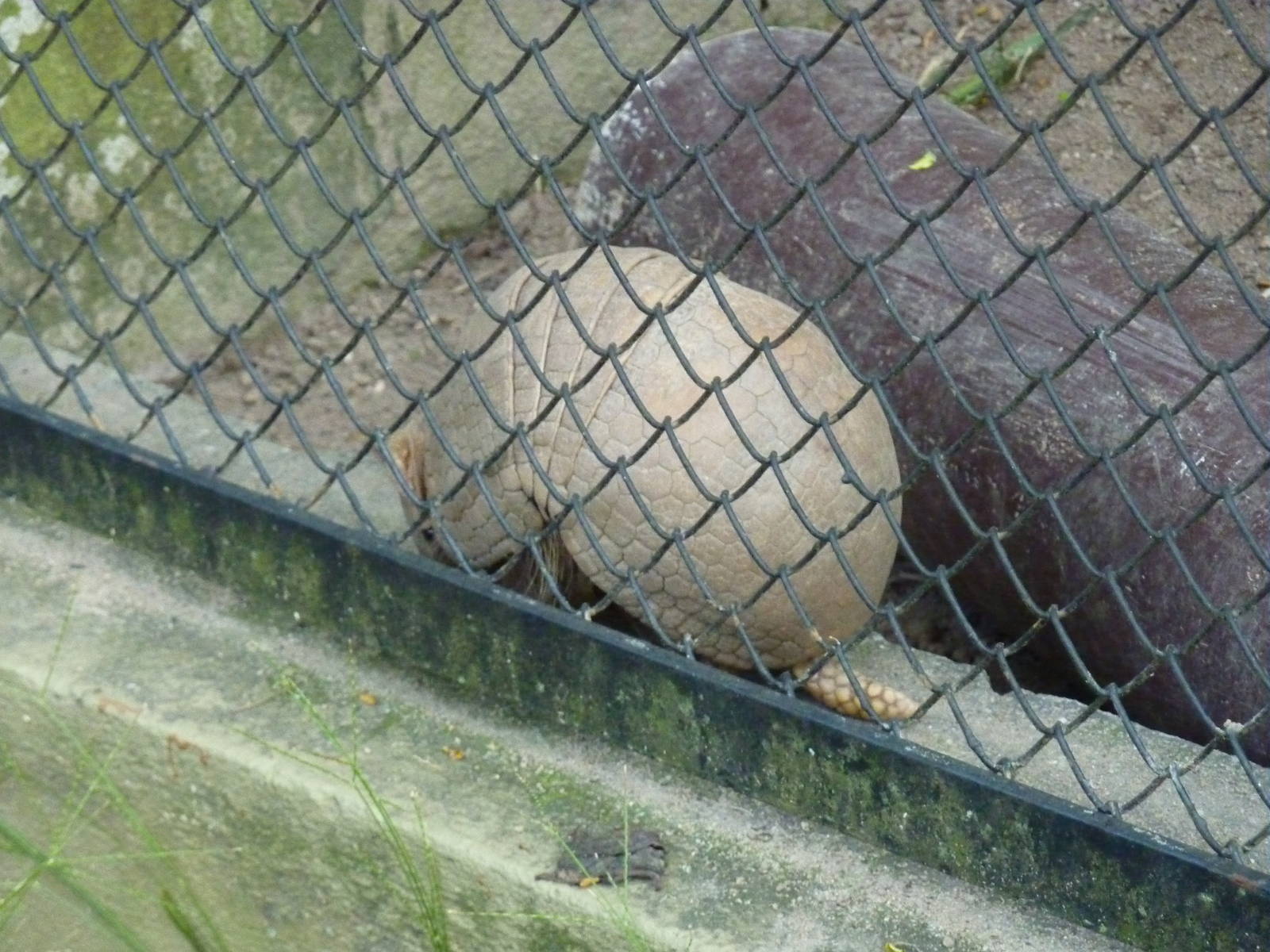 Three-banded armadillo
