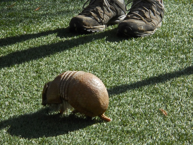 Three-banded armadillo