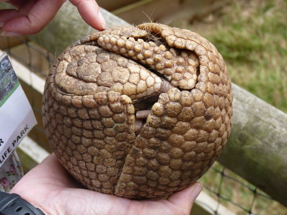 Three banded armadillo