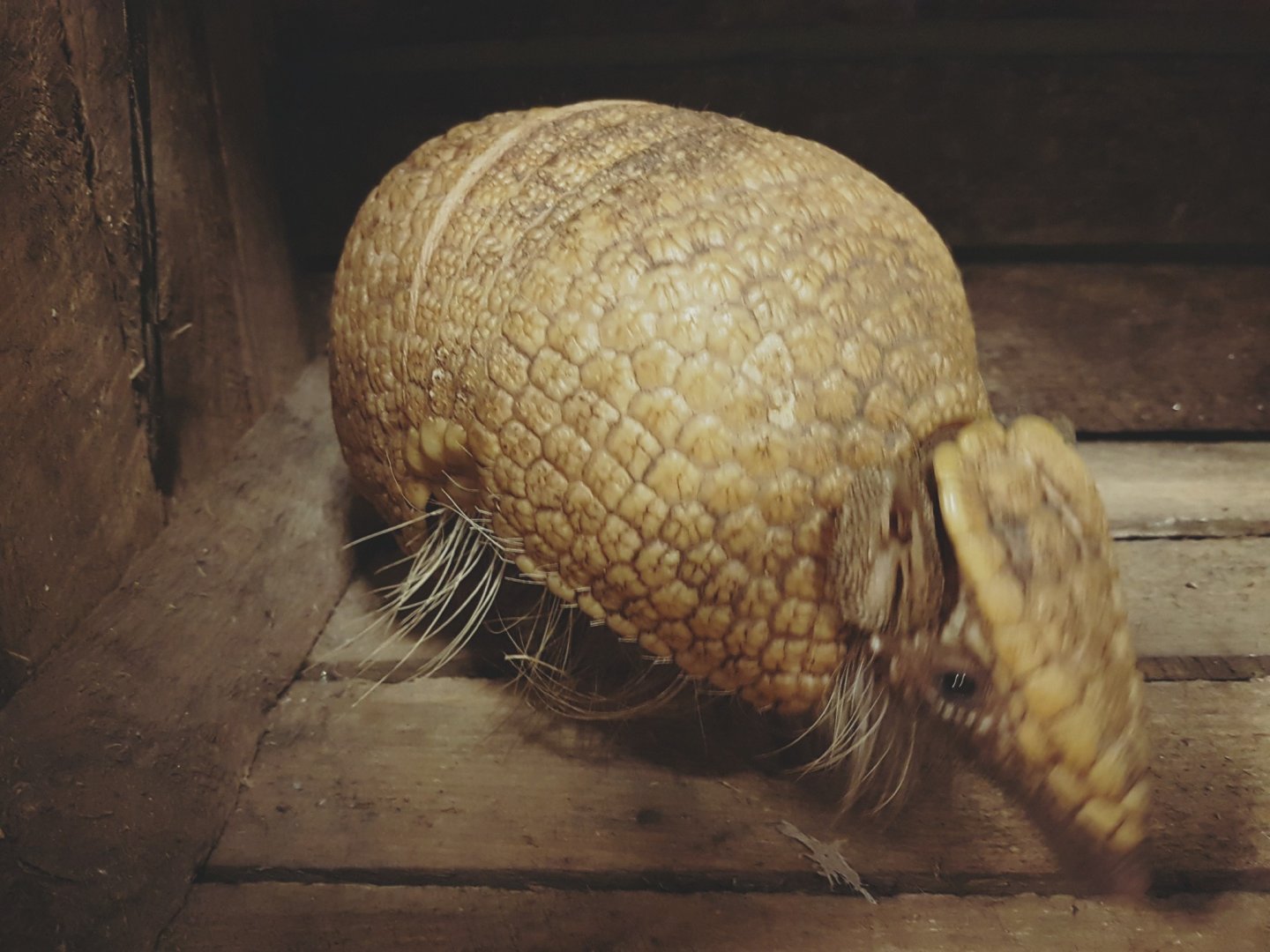 Three banded armadillo