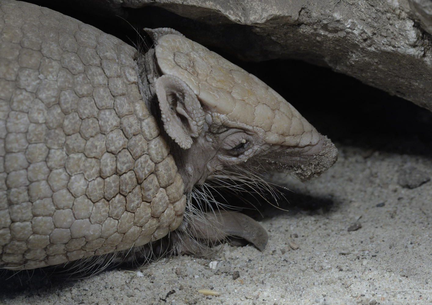 Three-banded armadillo