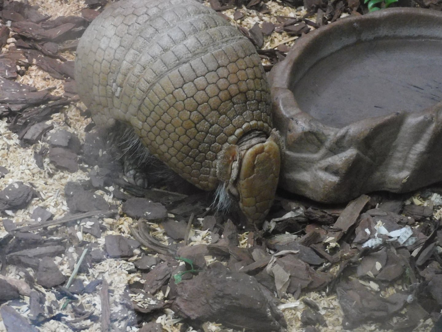 Three banded armadillo