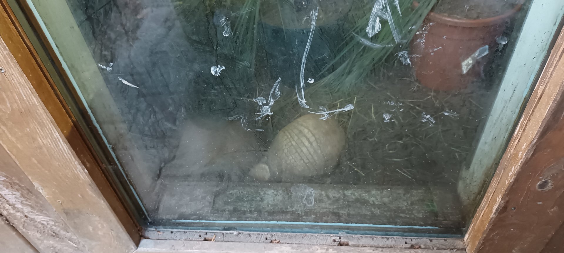 Three banded Armadillo