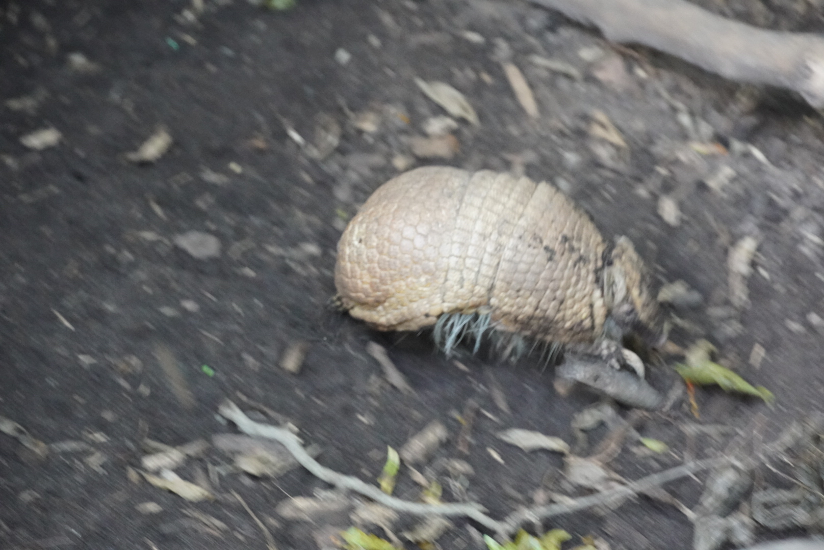 Three Banded Armadillo