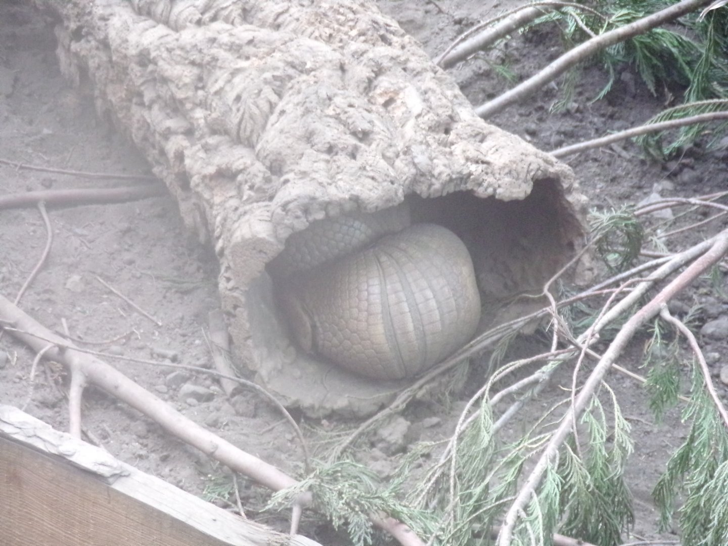 Three-banded armadillos together 17.7.23