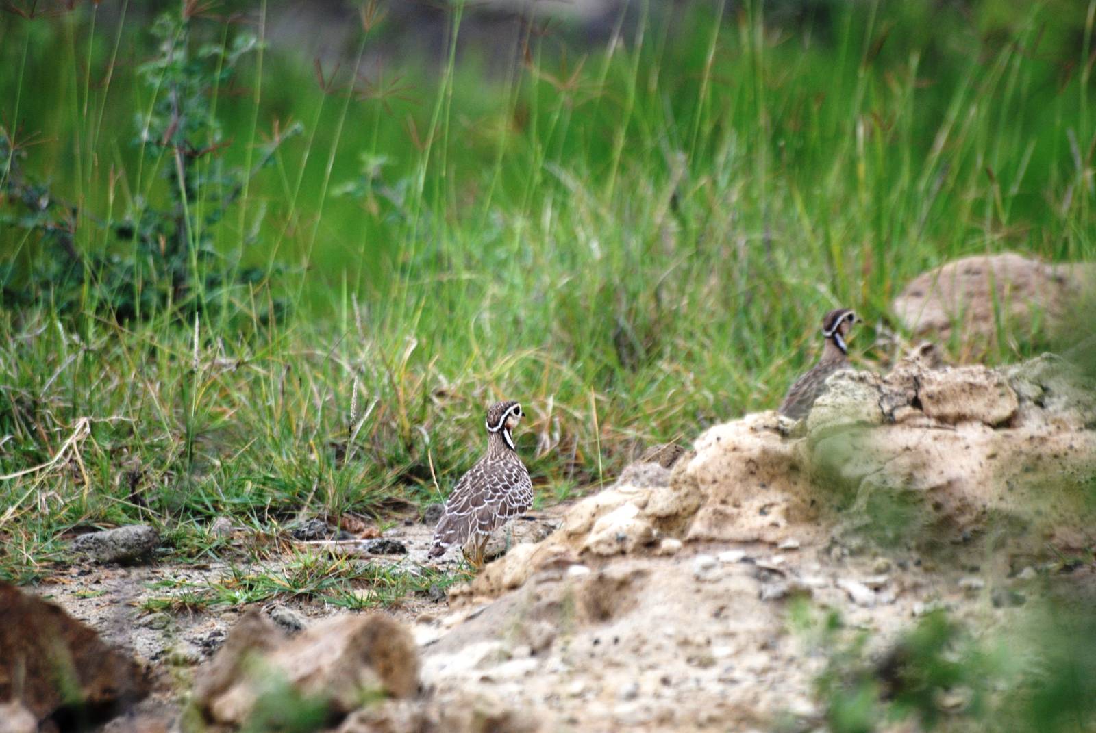 Three-banded Coursers at Bishangari Lodge, 14/10/14