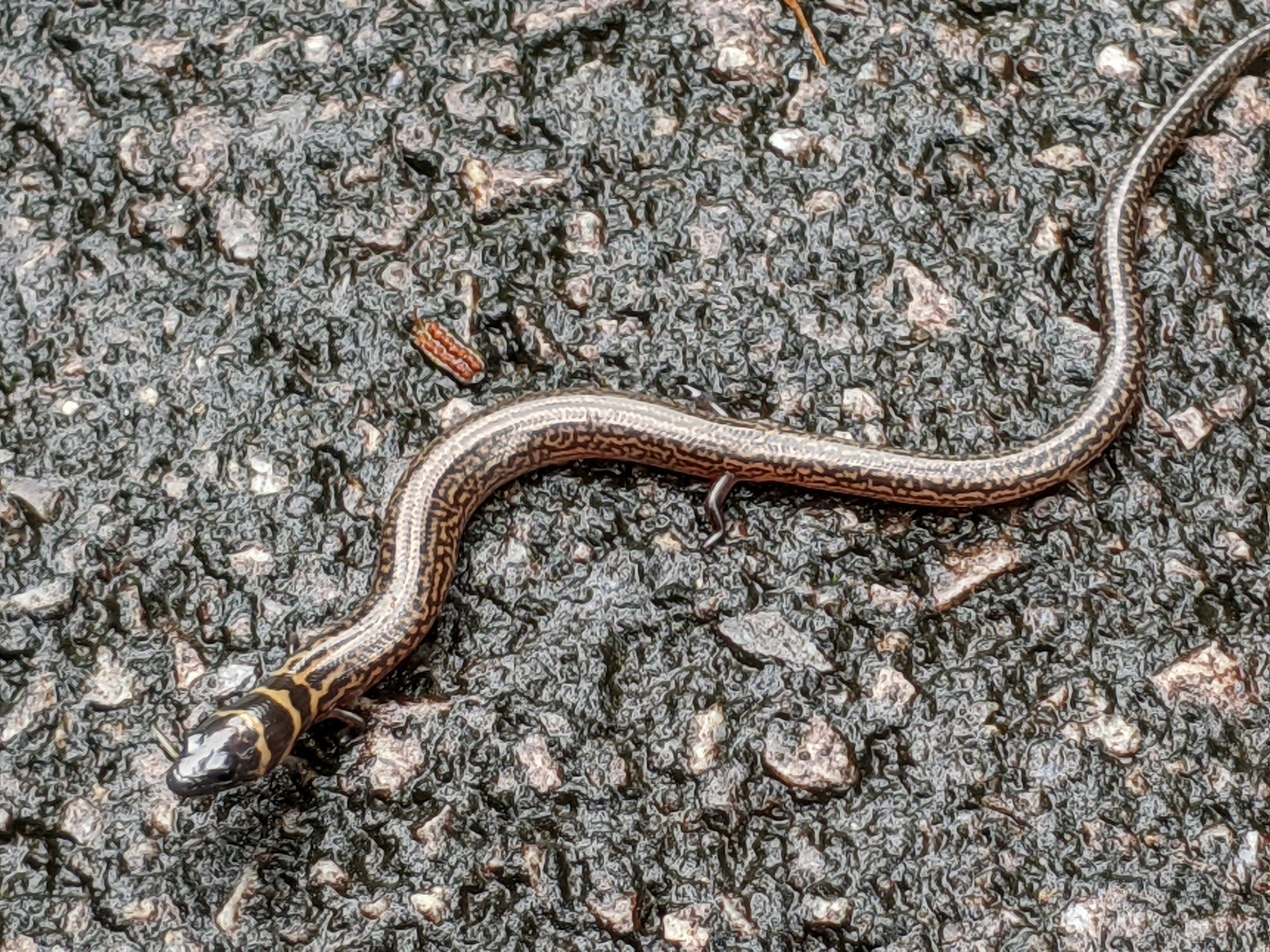 Three-banded Finger Skink (Larutia trifasciata)