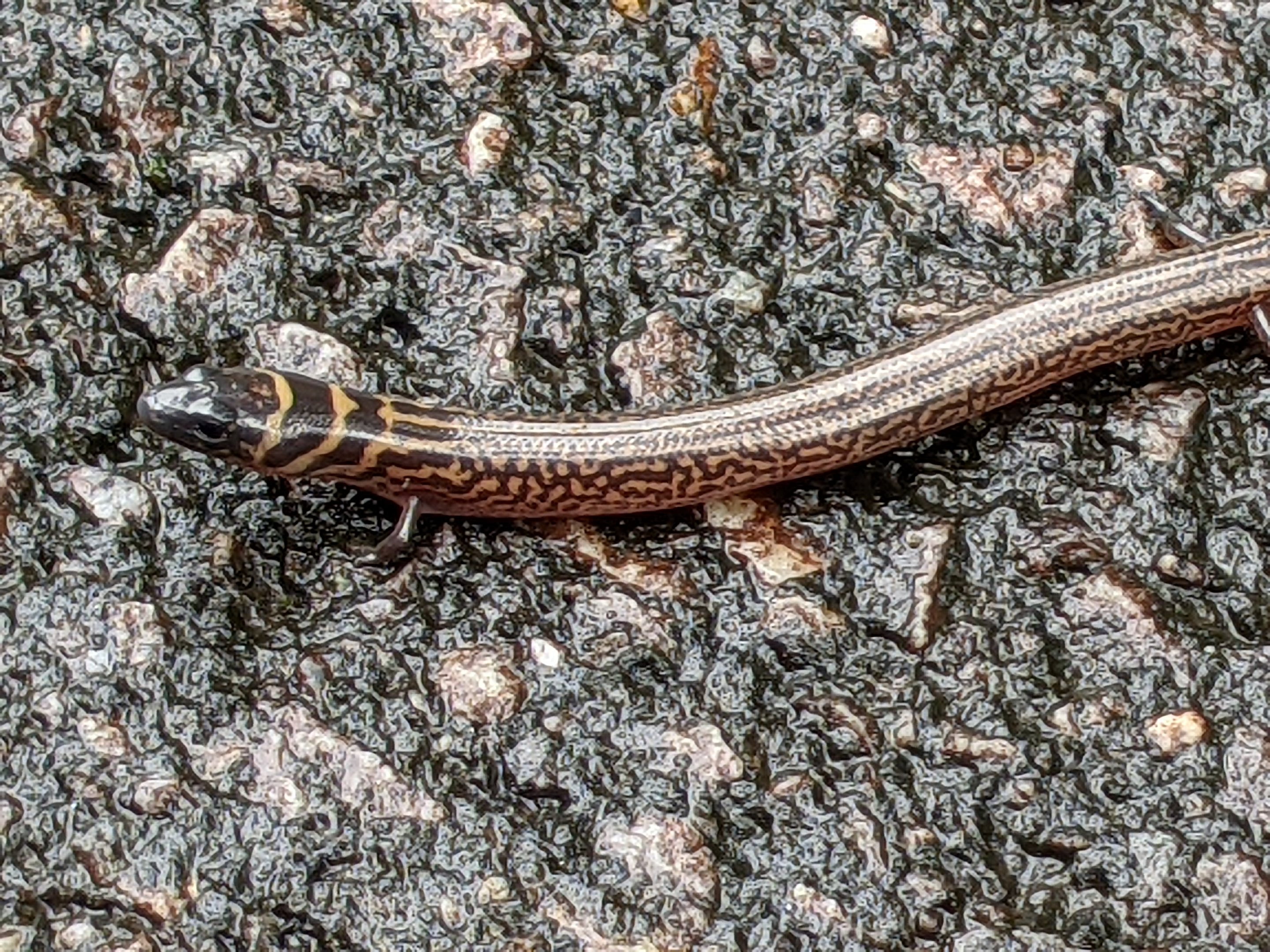 Three-banded Finger Skink (Larutia trifasciata)