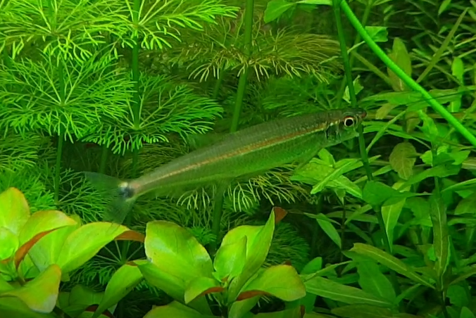 Three-banded lizard tetra - Iguanodectes geisleri