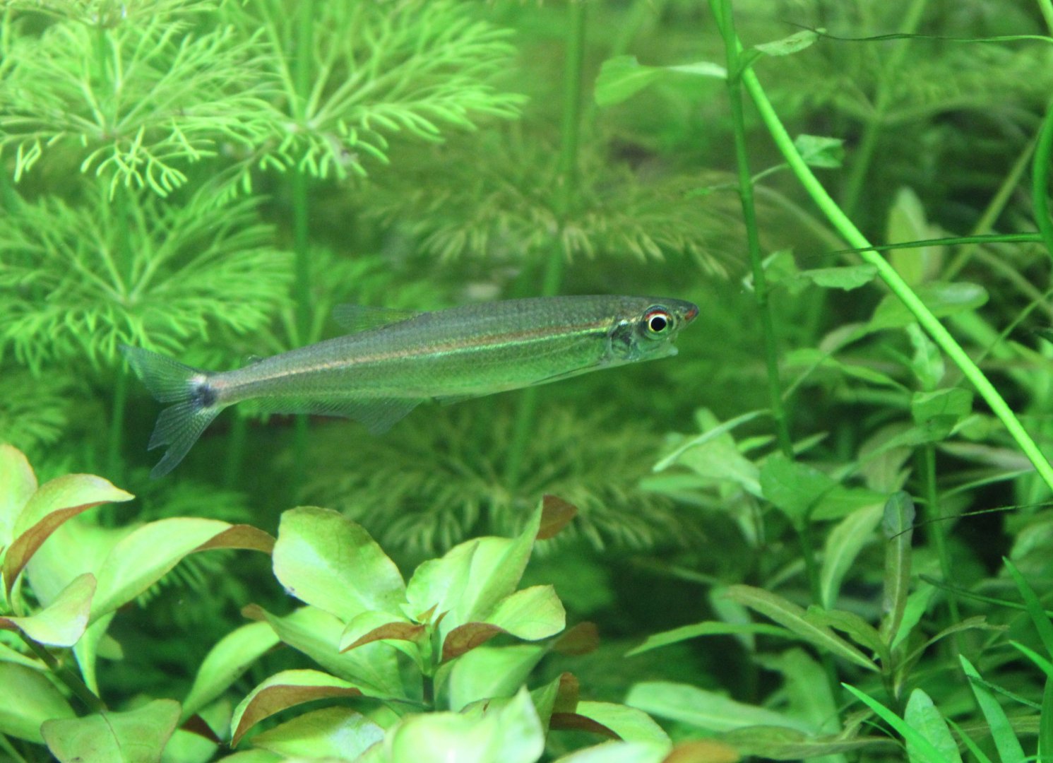 Three-banded lizard tetra - Iguanodectes geisleri