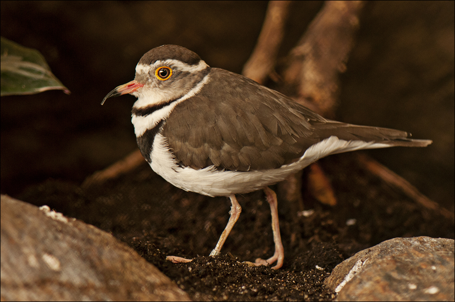 Three-banded Plover at Hamburg