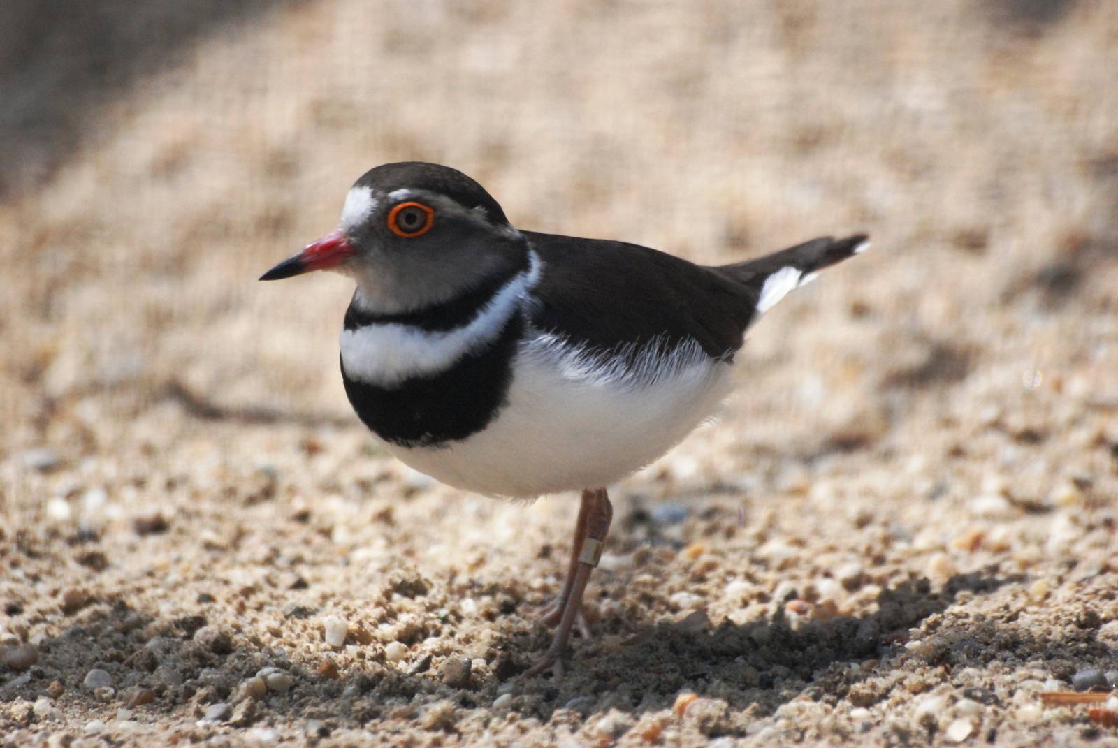 Three-banded Plover at Vienna, 14/06/13