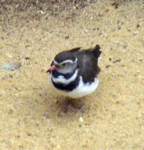 Three-banded Plover (Charadrius tricollaris)