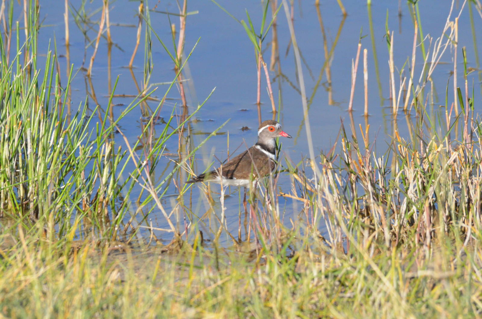 Three-banded Plover, Moremi Game Reserve, Botswana, 29/04/16