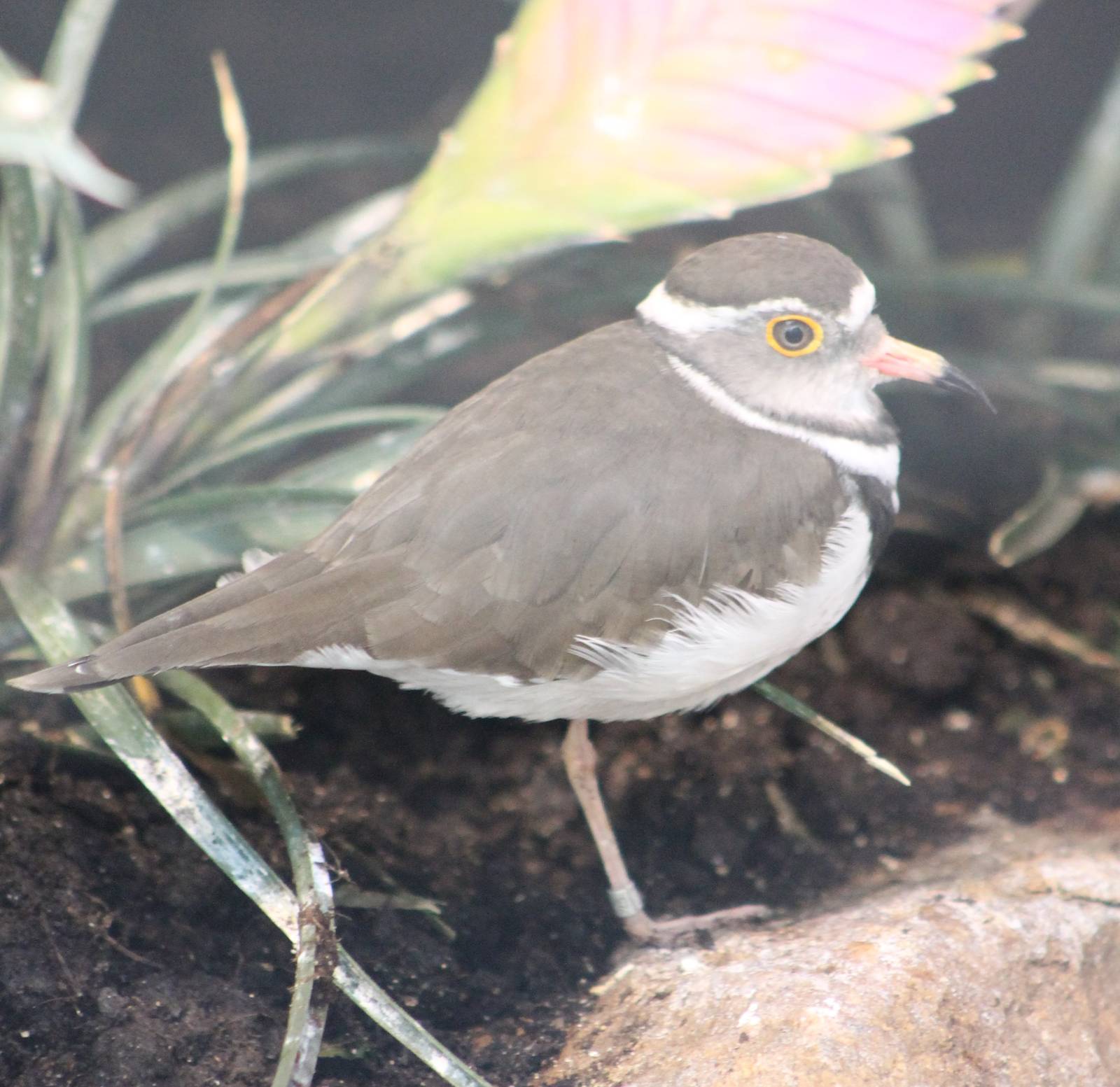 Three-banded plover