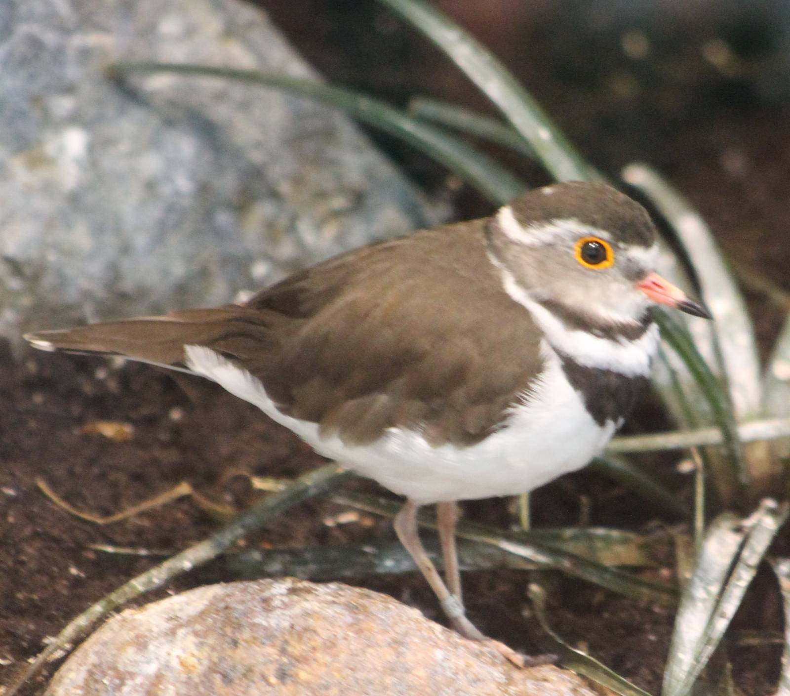 Three-banded plover