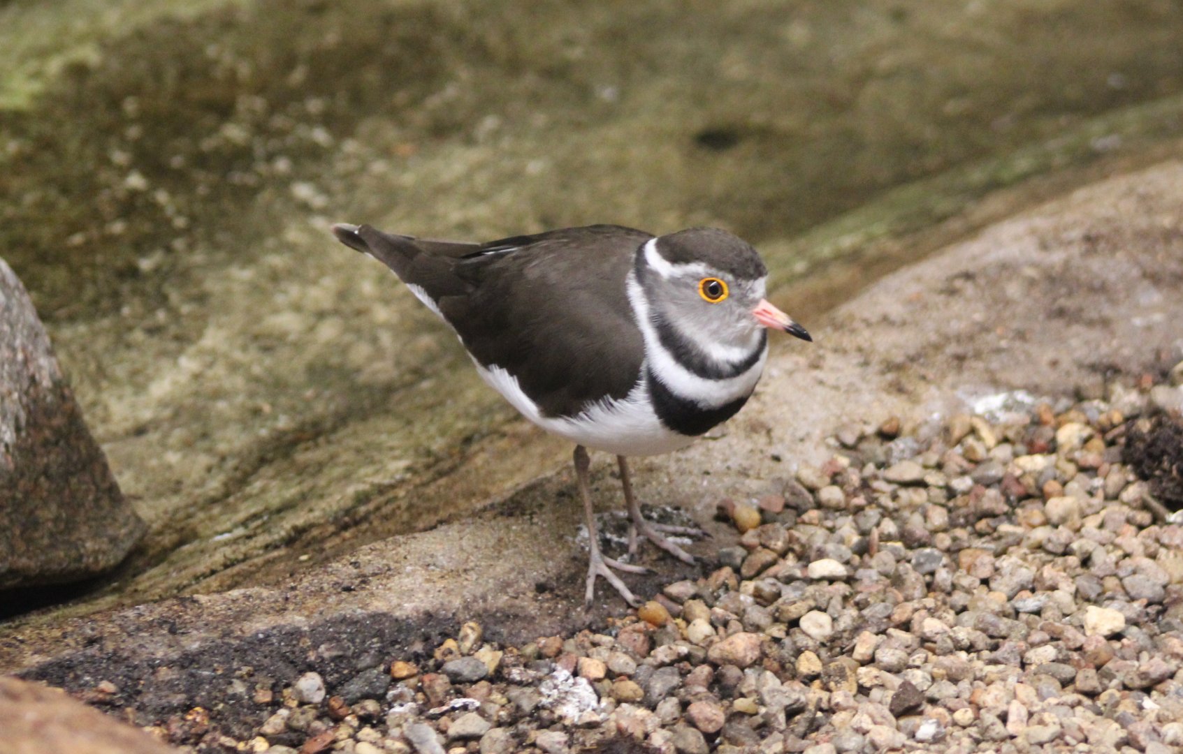 Three-banded plover