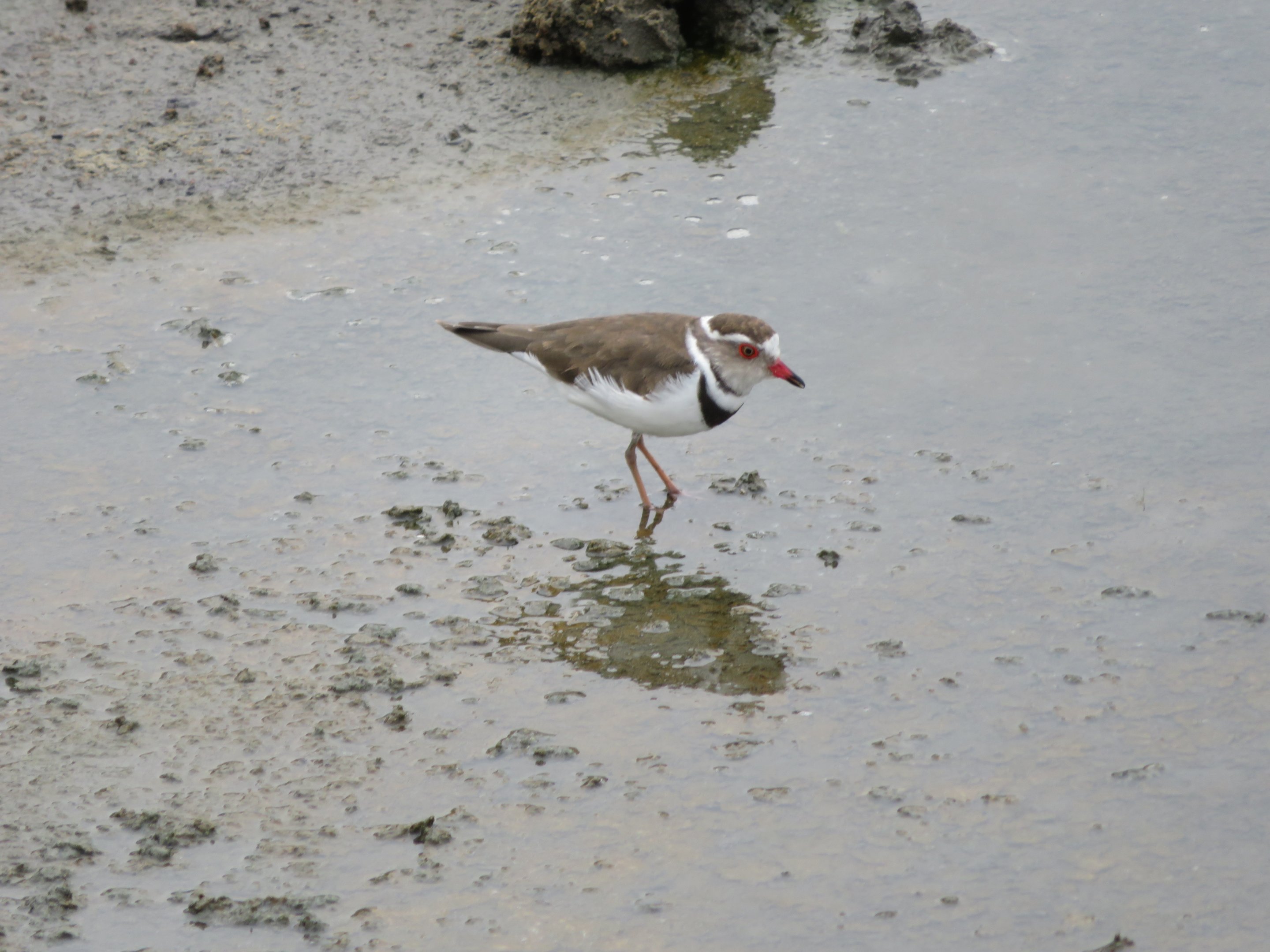Three-Banded Plover
