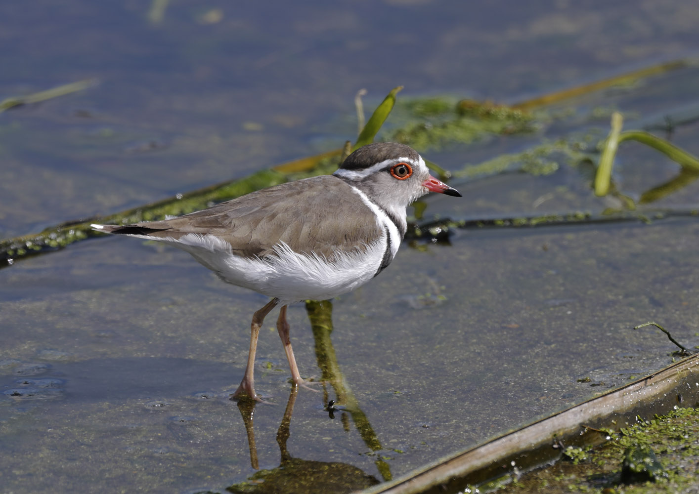 Three-banded plover