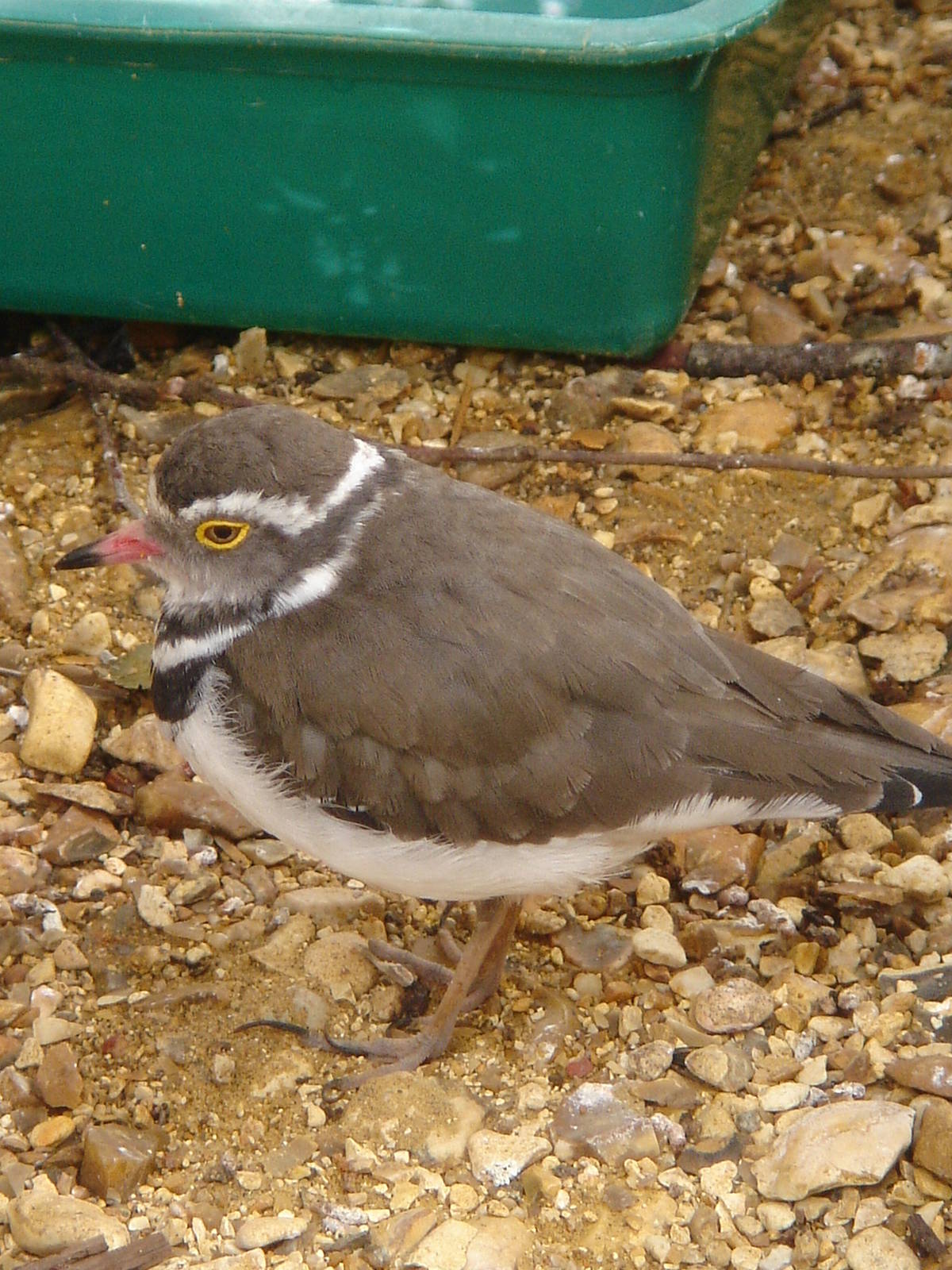 Three-Banded Plovers (Charadrius tricollaris)