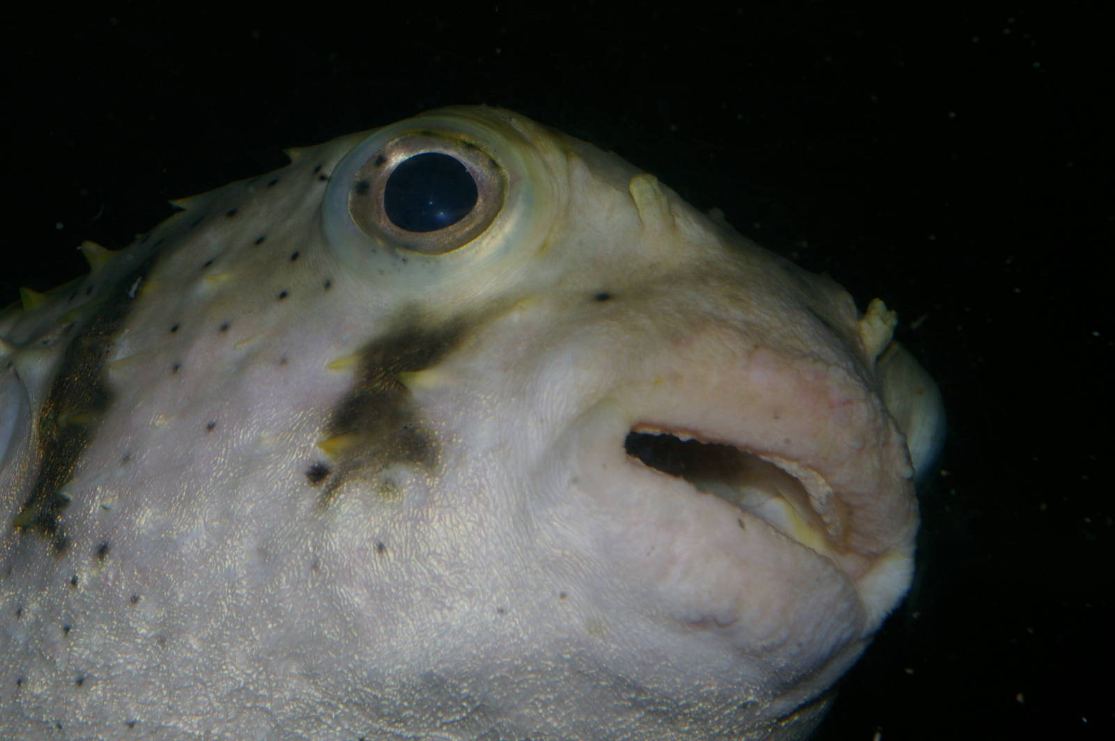 three-barred porcupinefish (Dicotylichthys punctulatus)