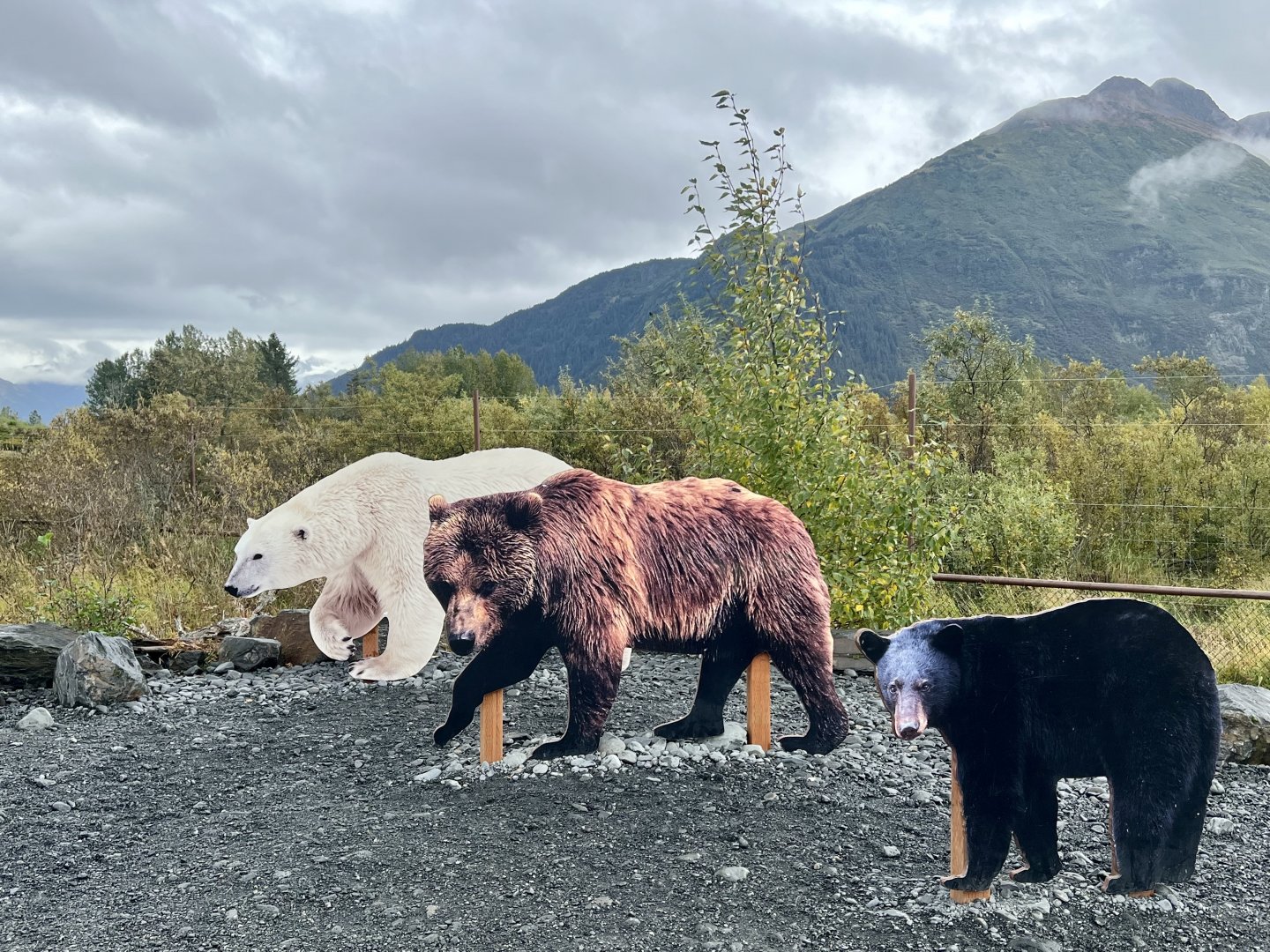 Three Bears