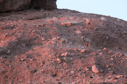 three bighorn babies