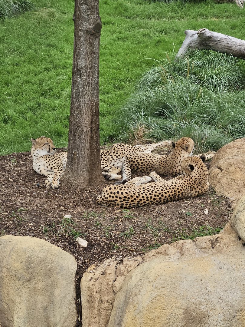 Three cheetahs