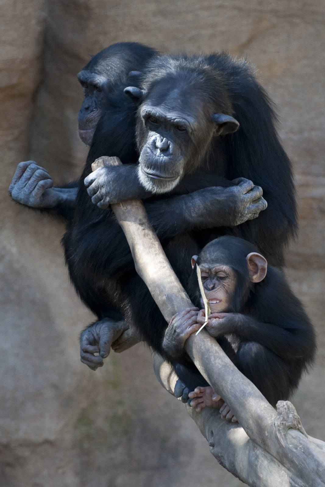 three chimps 6x4
