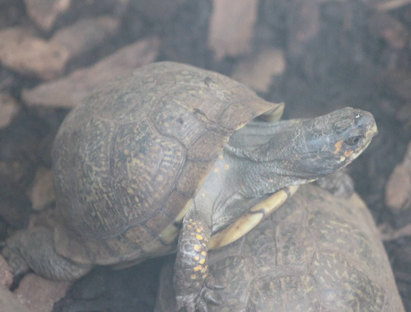 Three-clawed box turtle