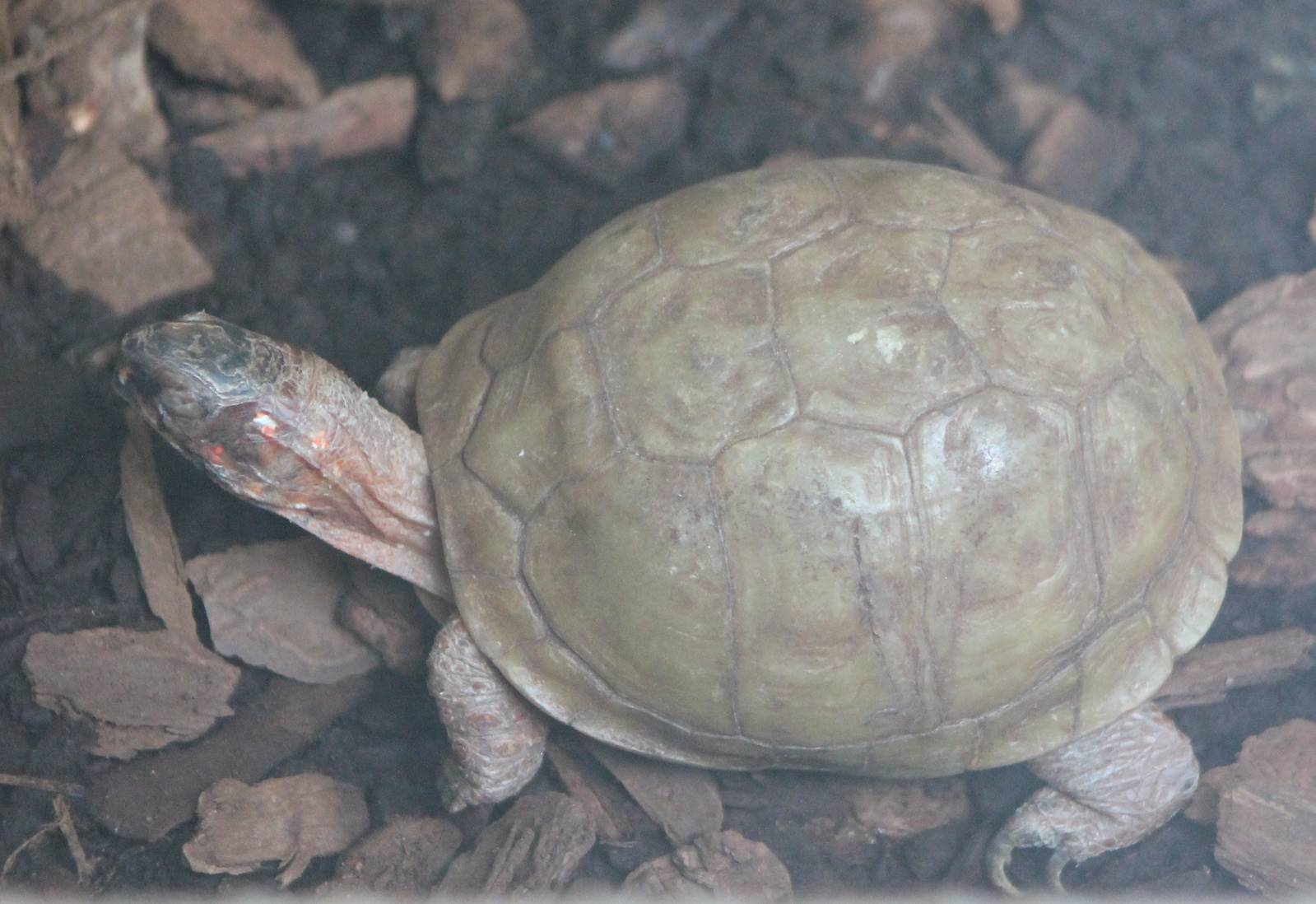 Three-clawed box turtle