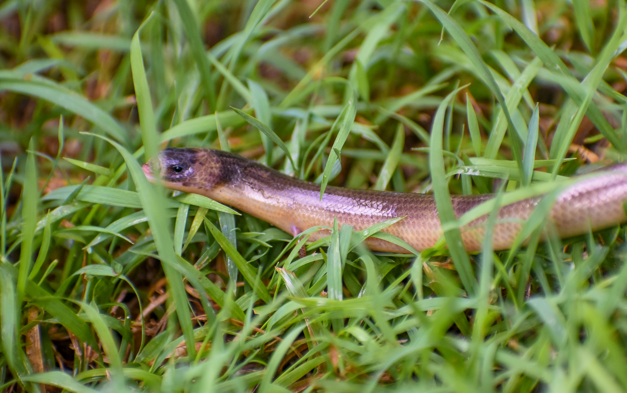 Three-clawed Worm-skink/Verreaux's Skink (Anomalopus verreauxii)