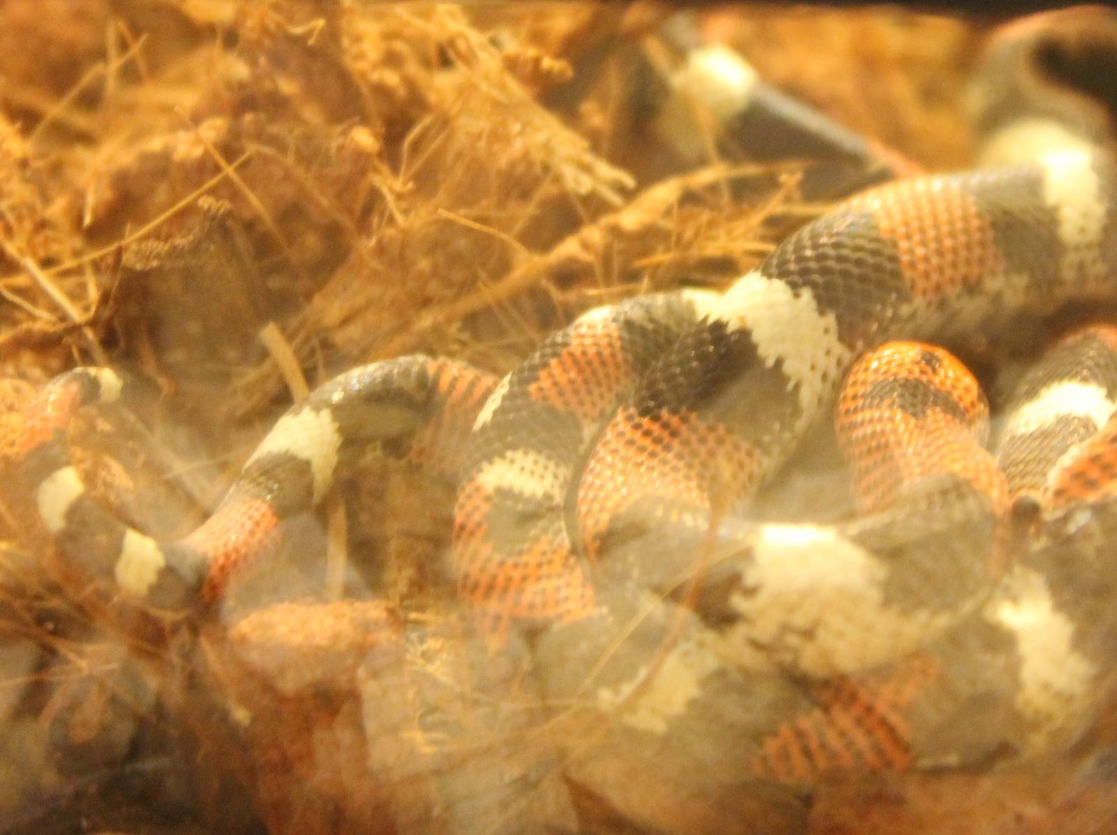 Three-colored hooknose