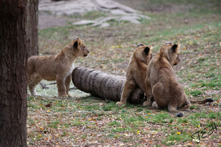 three cubs