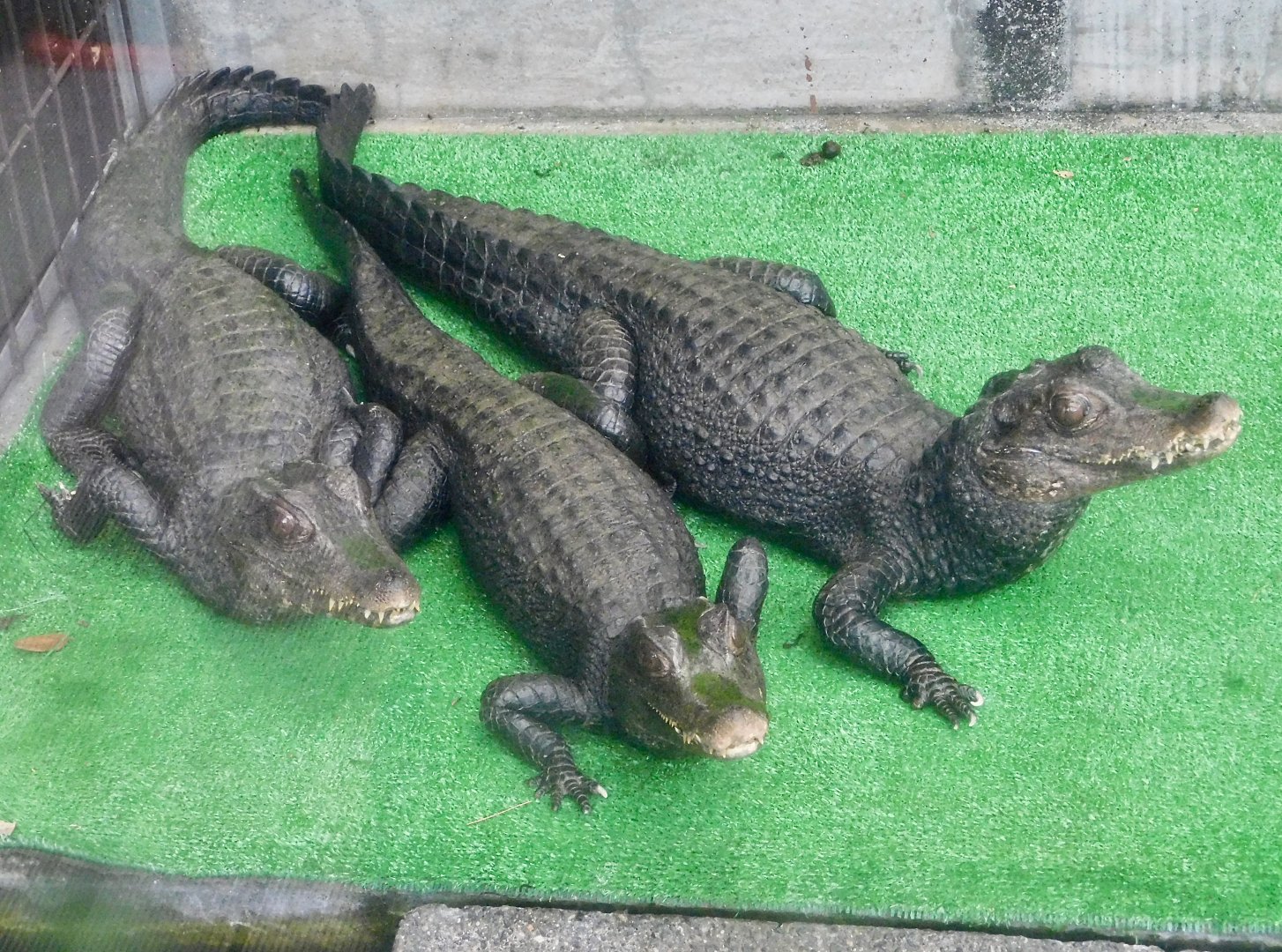 Three Cuvier's Dwarf Caiman (Paleosuchus palpebrosus) December 6, 2025