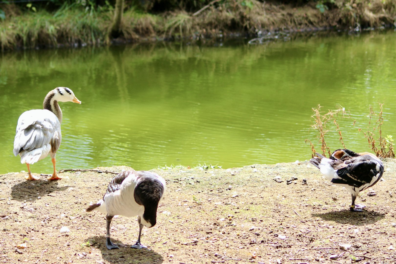 Three different species of goose - 27/7/2025