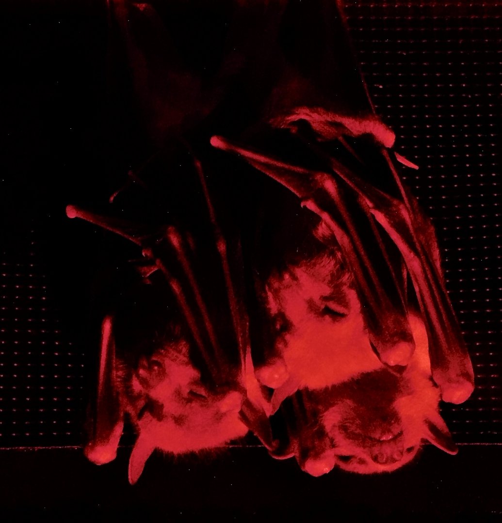 Three Egyptian Rousette (Rousettus aegyptiacus) - Kawasui Kawasaki Aquarium November 19, 2025