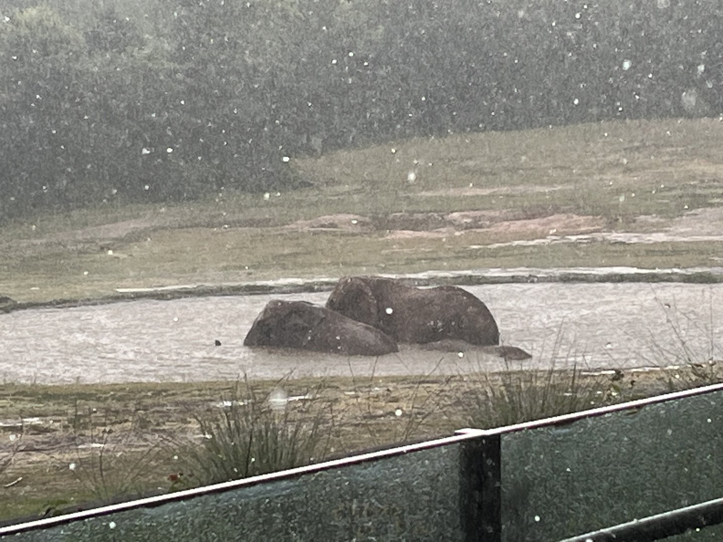 Three Elephants swimming in the Rain