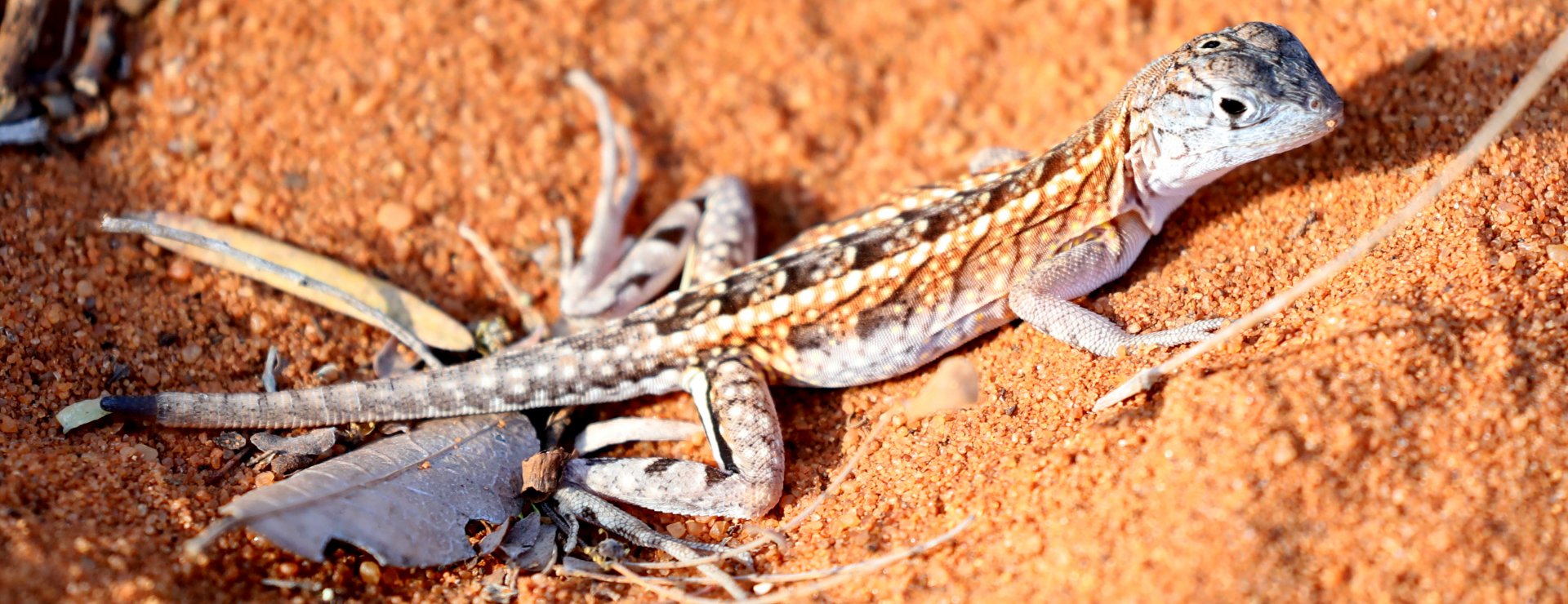 Three-eyed Lizard (Chalaradon madagascariensis)
