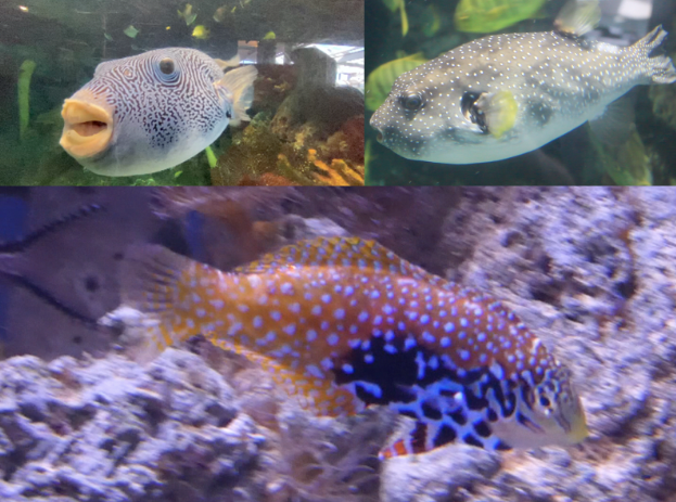 Three Fish ID Help Please (PPG Aquarium - Pittsburgh Zoo)