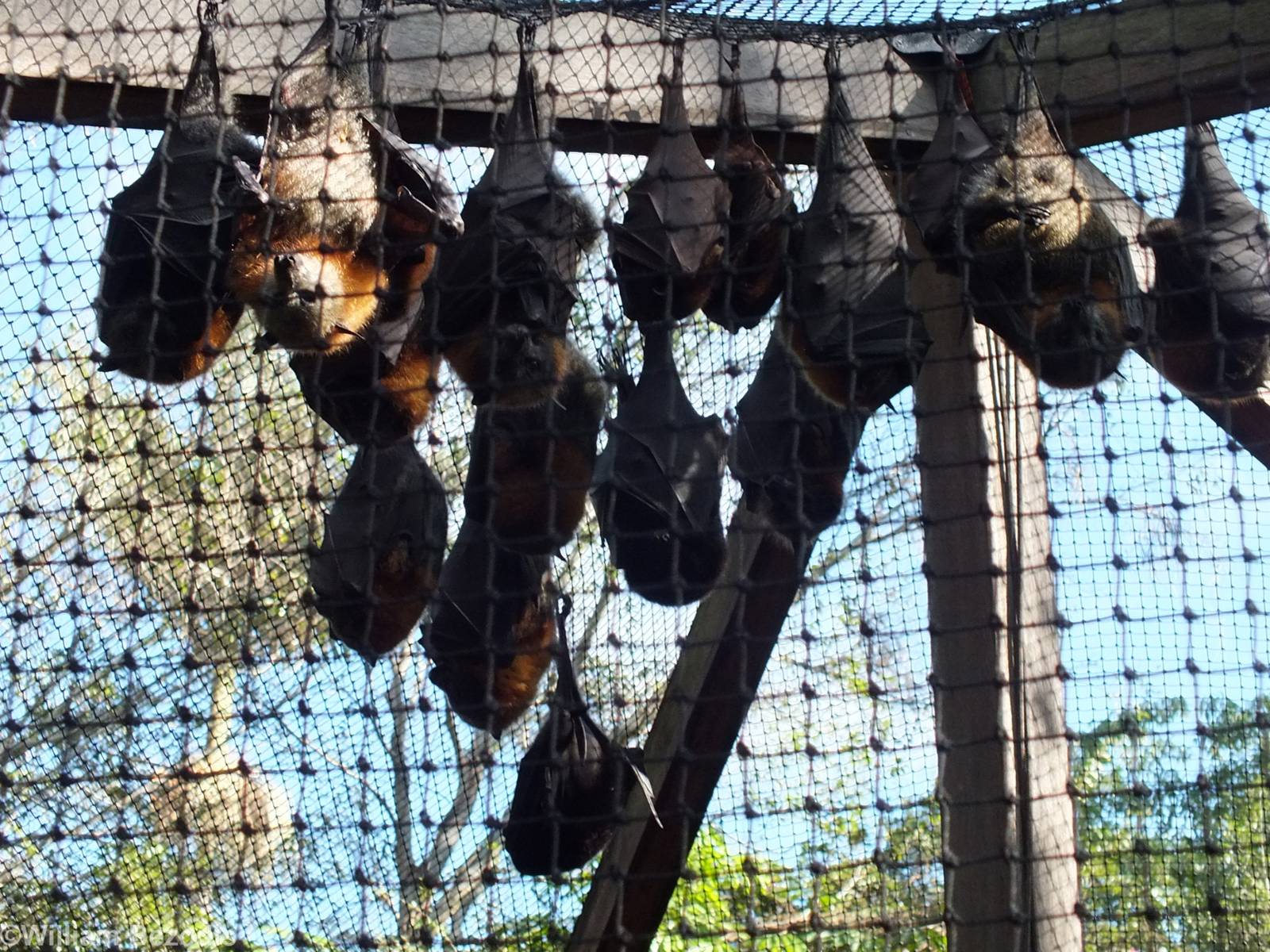 Three Flying Fox Species