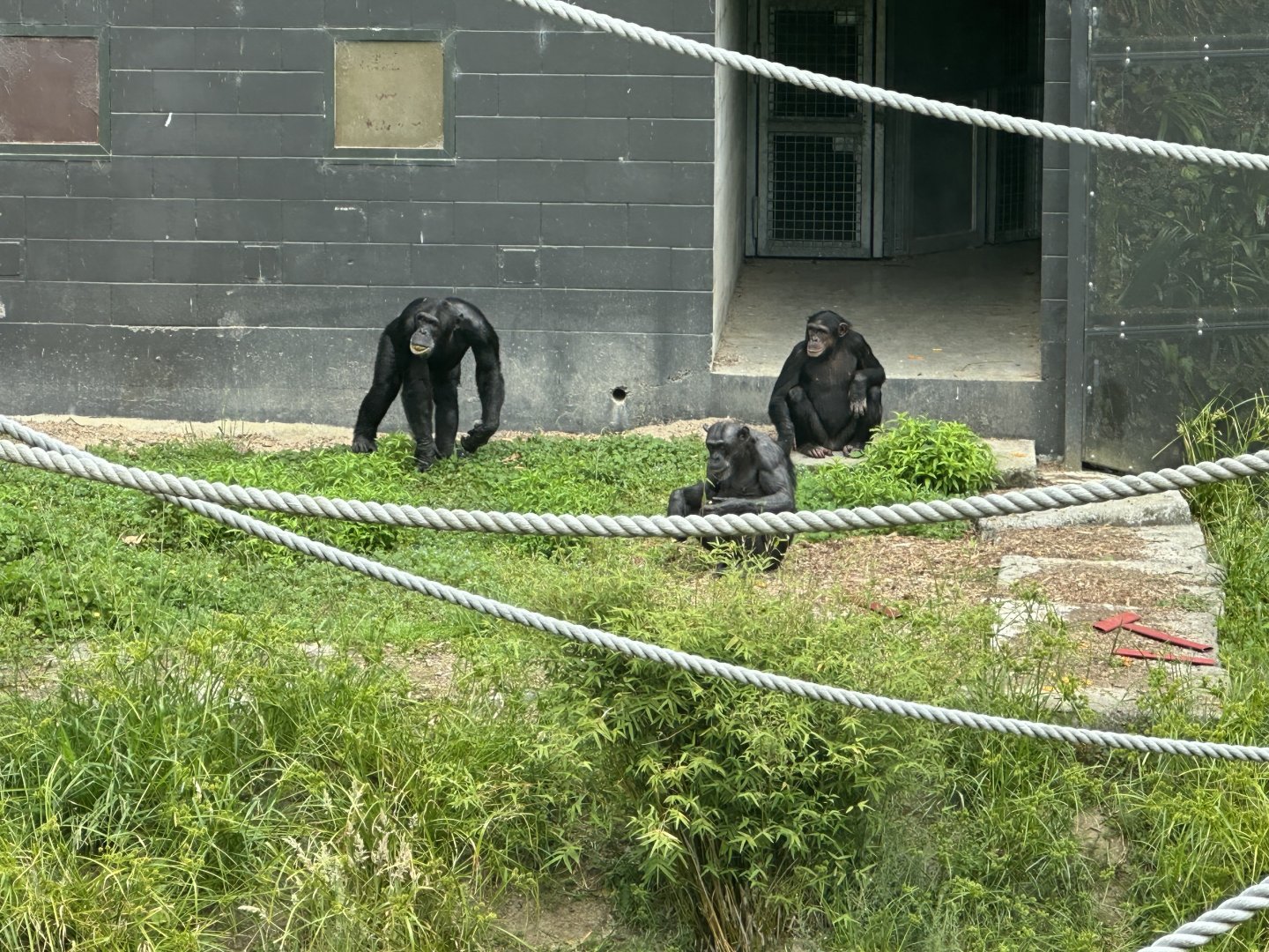 Three Generations of Chimpanzee