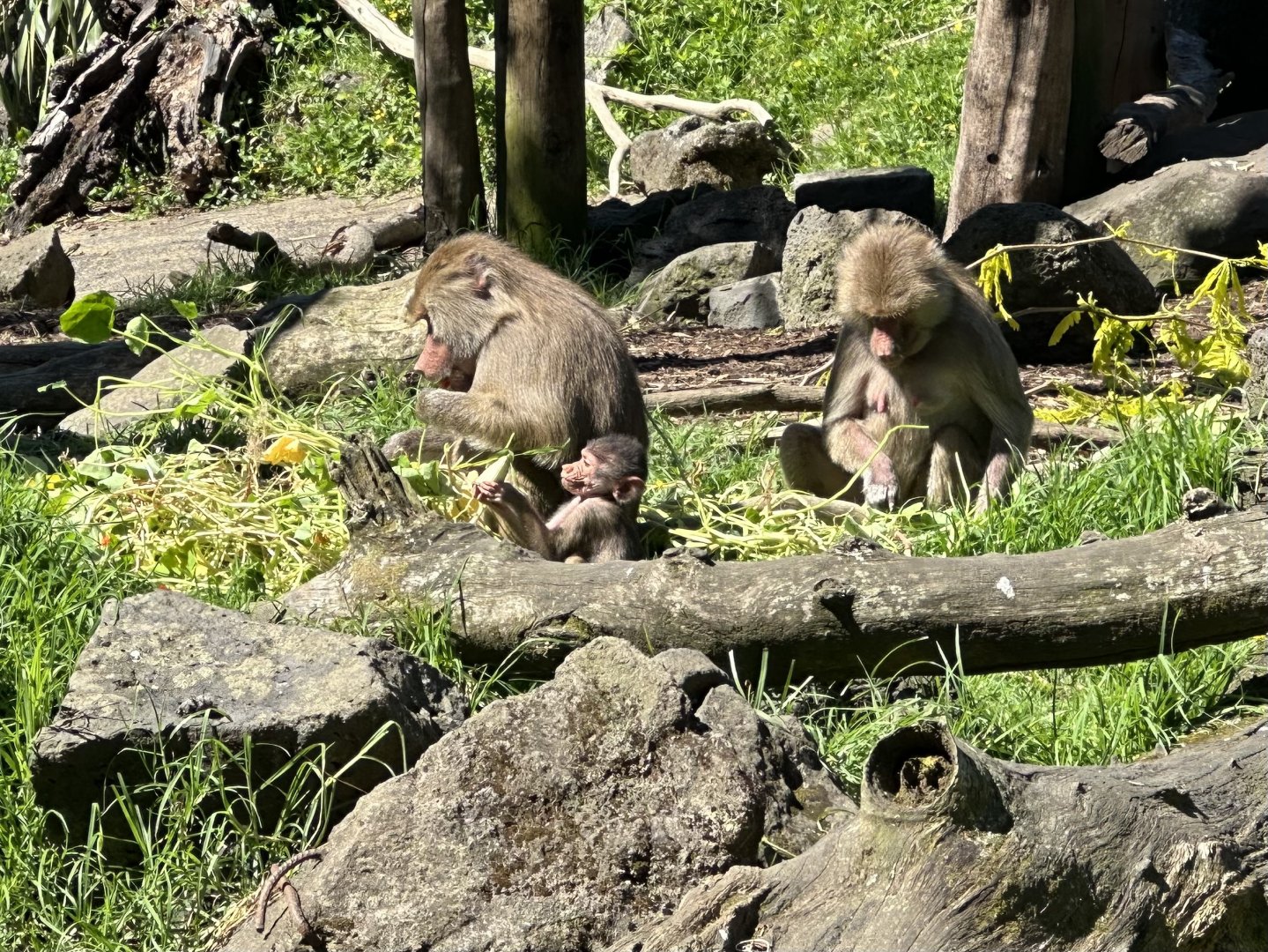 Three Generations of Hamadryas Baboon