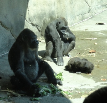 Three Generations: Zakula, Ivan, and Moka