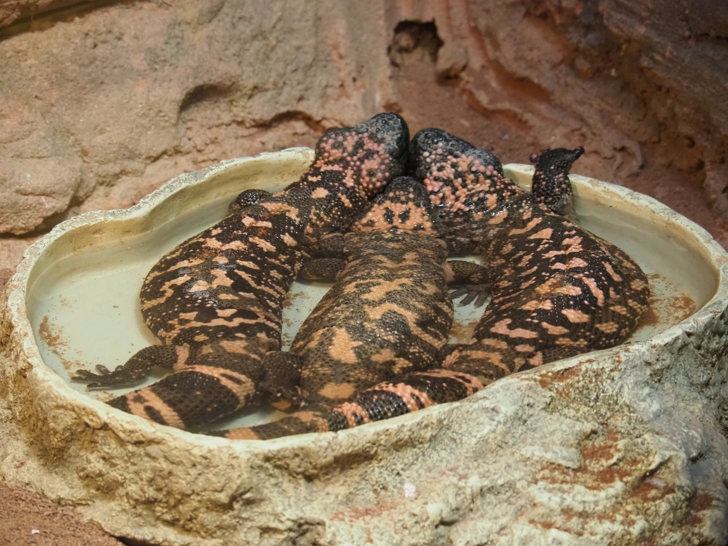 Three gila monsters (Heloderma suspectum) in a tub (Feb 27th, 2019)