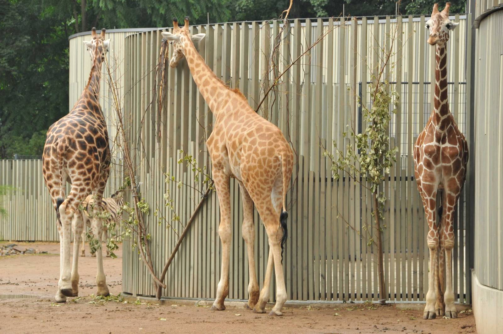 Three giraffe subspecies