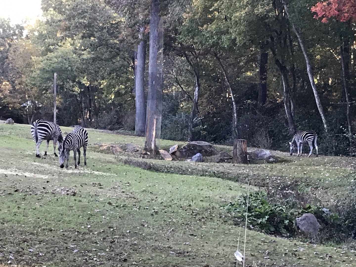 Three Grant's Zebras at Forest Edge